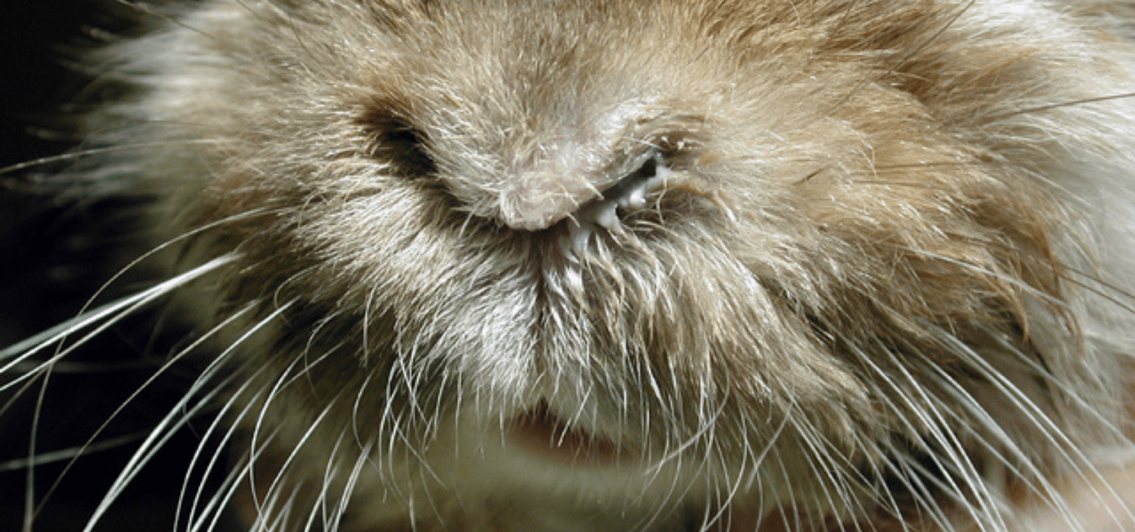 Best Practices for Testing Respiratory Disease in Rabbits